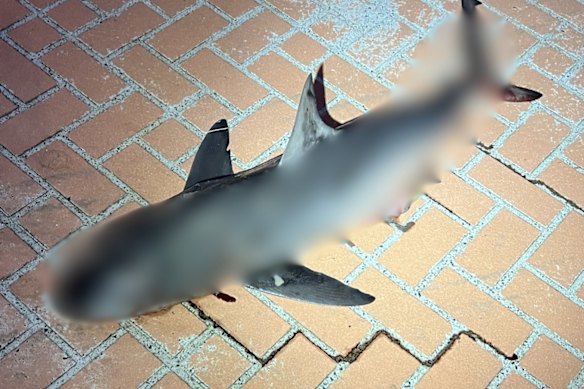 A shark carcass was removed from a suburban Sydney street on Monday.