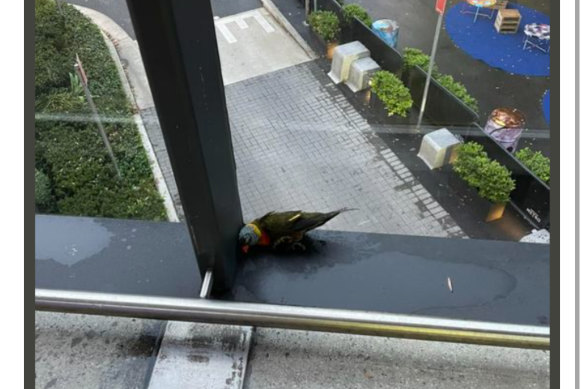 An injured bird at the Marrickville Metro footbridge in mid-February.