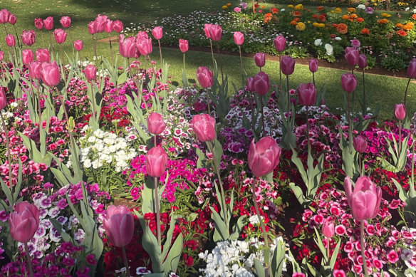 190,000 botanicals have been planted for this year’s Carnival of Flowers.