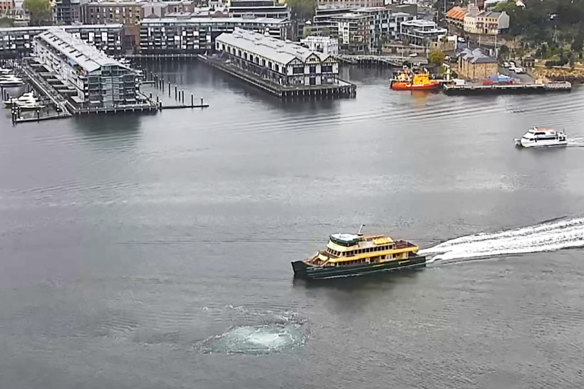 Giant bubbles rise to the water’s surface directly above a giant machine tunnelling under Sydney Harbour in September 2019.