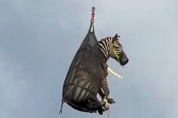 Zebra Ed was airlifted and flown by helicopter to a waiting animal trailer, Rutherford County Sheriff’s Office said.