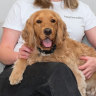 Elita Genetics founders Paloma Newton, Jackson Gritching and their dog, Edgar Allan Paws.