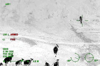 Police Air Wing vision shows the man climbing through a fence to escape a herd of curious cows keen to see what the fuss is all about.