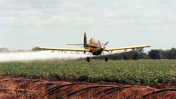 Crop dusting a cotton field near Warren.