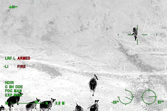 Police Air Wing vision shows the man climbing through a fence to escape a herd of curious cows keen to see what the fuss is all about.