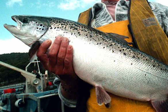 Researchers dosed Atlantic salmon with cocaine and a compound created by the drug being broken down in the human body.