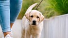 From Monday, pet shops can only sell dogs and puppies from approved shelters.