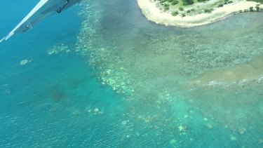 Bleached on the Great Barrier Reef coral reef near Cooktown in March 2020.