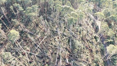 Damage at Mathias track in the Dandenong Ranges National Park after the June 9 storm.