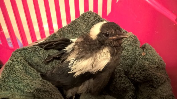 Concerned Canberrans are coming to the rescue of baby magpies that don't actually need rescuing. 