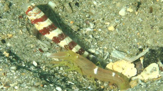 Travelling south: a tropical goby and a shrimp that have a symbiotic relationship can now be found off Sydney’s northern beaches.