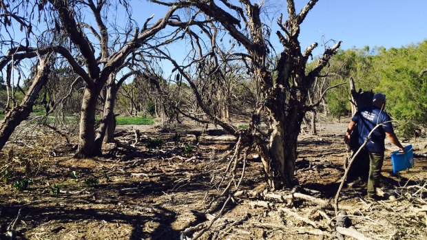 Vegetation on Mal Dempsey's property. An independent report he commissioned found the tree deaths were "abnormal".