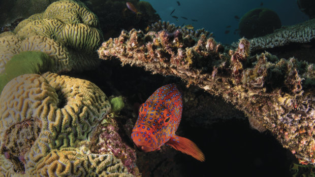 A coral trout in the Great Barrier Reef.