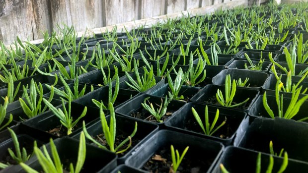 Button wrinklewort baby plants