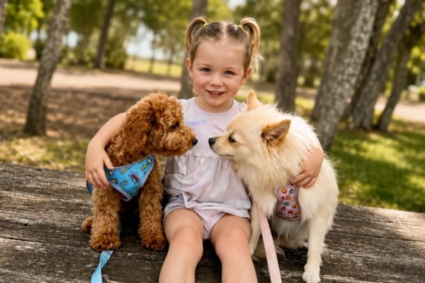 Bear, a three-year-old cavoodle killed in a brutal dog attack in NSW, and Bambi with their owner’s granddaughter.
