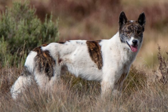 All the colours of the dingo: not just a yellow dog