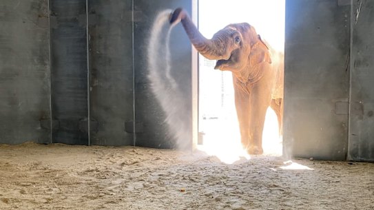 Luk Chai exploring his new home at Werribee Open Range Zoo.