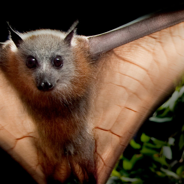 A single bat can scatter 60,000 seeds in one night, aiding the ecosystem.