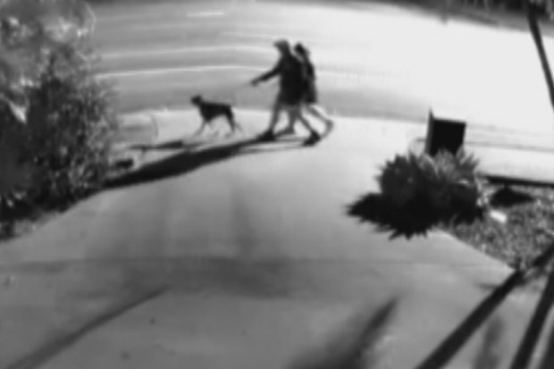 Two people have been rushed to hospital after a dog attack on the Gold Coast last night. A mastiff chased the married couple who were out walking their dog around Arundel at about 6pm.