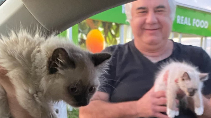 Illegal Kittens From A Car Boot How An Animal Cruelty Peddler Stays In Business