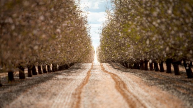 Almond plantations rely on bees for pollination.