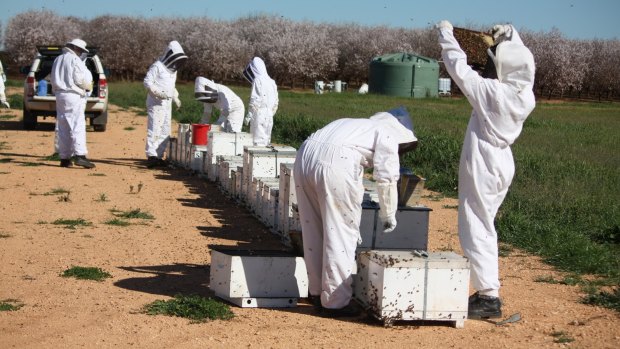 Beekeepers make around $100 per hive to rent them out for pollination.