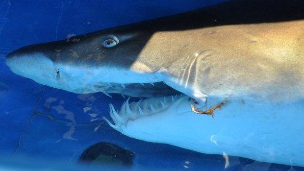 Grey nurse sharks are docile unless provoked.