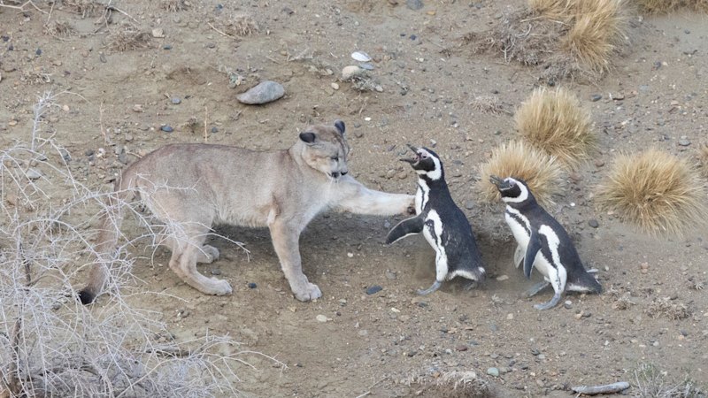 Penguins become prey for the pumas of Patagonia