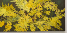 Jennifer Keeler-Milne’s Spring wattle II, 2021.