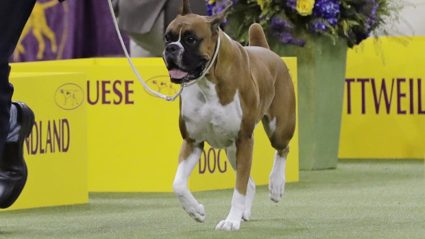No-nonsense: Wilma, a boxer, competes with the working group.