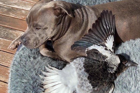 A Gold Coast couple will no longer be allowed to make money off their adopted wild magpie.