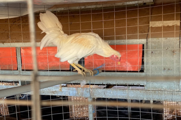 A rooster, missing his comb and wattle, found at the Melton property.