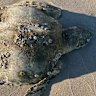 A diseased turtle found on Bribie Island.