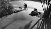 Two people have been rushed to hospital after a dog attack on the Gold Coast last night. A mastiff chased the married couple who were out walking their dog around Arundel at about 6pm.