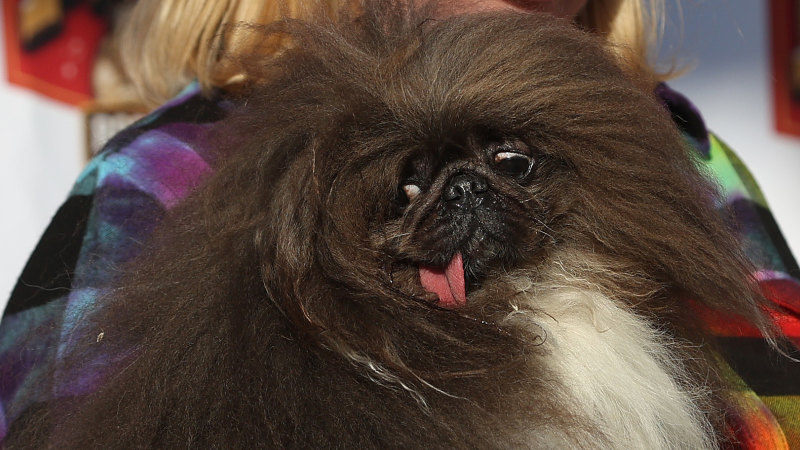 Wild Thang crowned world’s ugliest dog after five tries
