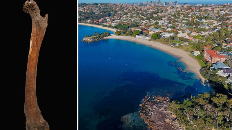 Bone found at Balmoral beach reveals origins of Australia’s apex predator