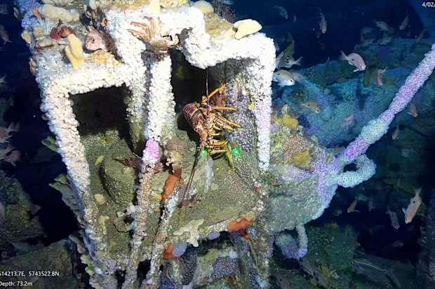 A lobster at the Cobia platform. ExxonMobil says most of its offshore structures are completely covered with marine life.