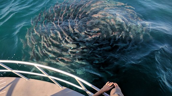 Spawning pink snapper off WA. 