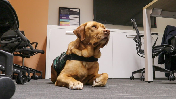 Champ the support dog.