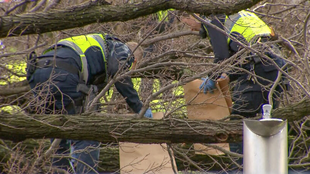 Crews work on the fallen tree in Princes Park.