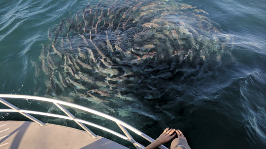 Spawning pink snapper off WA. 