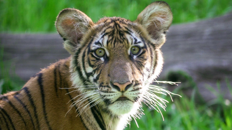 Coronavirus News: Tiger at NYC's Bronx Zoo Tests Positive - Bloomberg