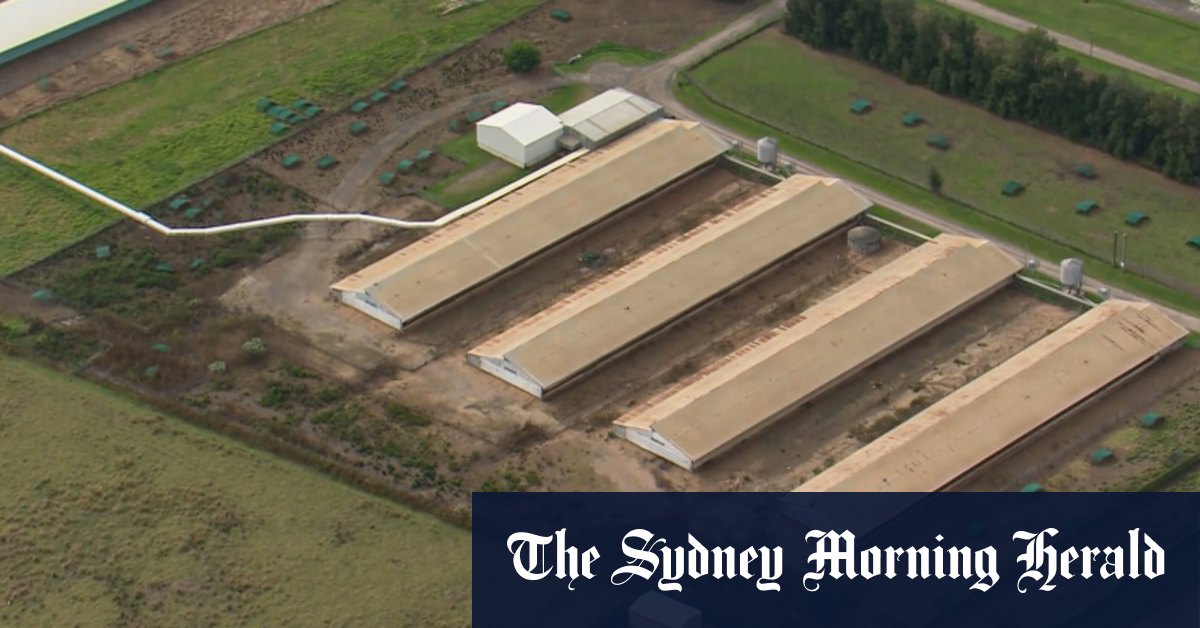 Bird flu hits another farm near Sydney - Sydney Morning Herald