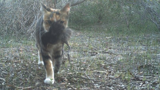 Feral cats are one of the biggest drivers of extinction in the world. 