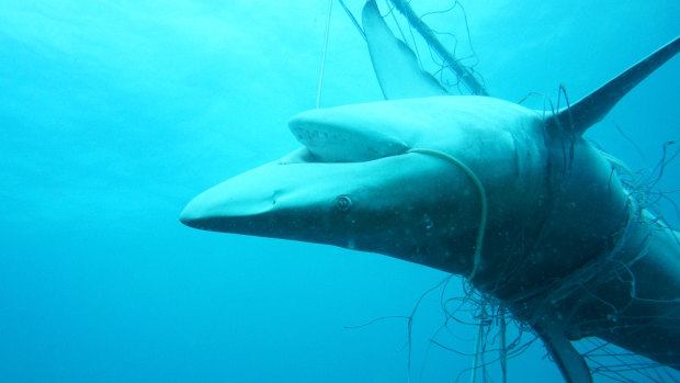 A dead dusky whaler shark entangled in nets off Seven Mile Beach in Lennox Head last December.