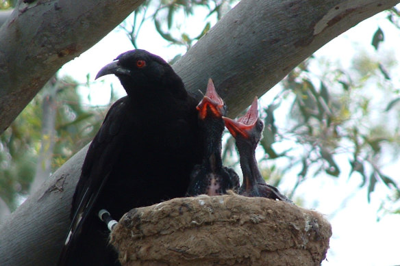 Natasha Mitchell calls the white-winged Chough 'adolescents of the bush'. Novelist Anne Buist refers to them as 'black monsters'.