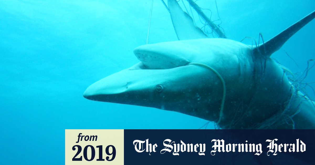 2019  Shark nets destructive and ineffective, study finds