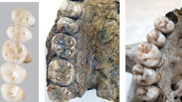 The teeth and partial jaw fragments of Homo luzonensis, dated to at least 50,000 years old.