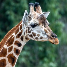 Gigi died suddenly in 2020, only weeks after arriving at Sydney Zoo.