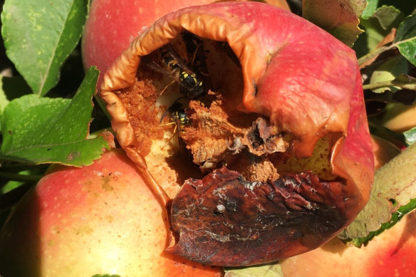 The wasps are also hollowing out apples and pears in the region.